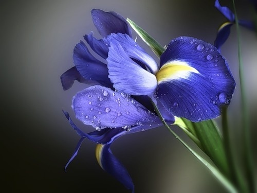 iris-jpg.jpg.jpeg