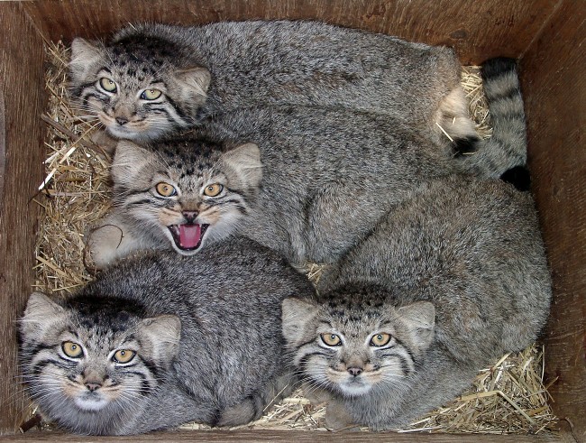 manul-21.jpg.jpeg