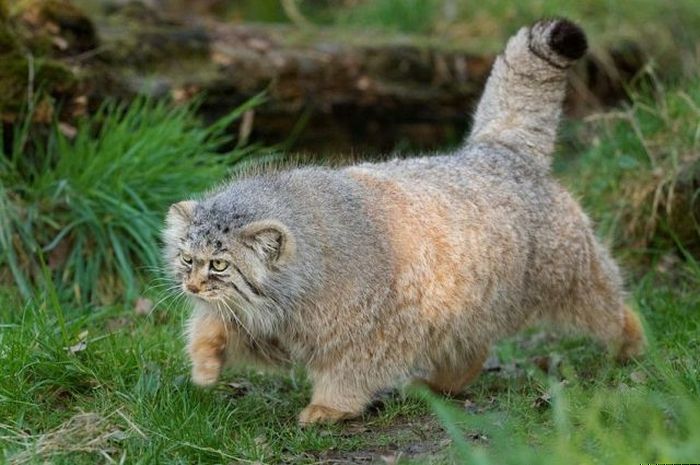 manul-41.jpg.jpeg
