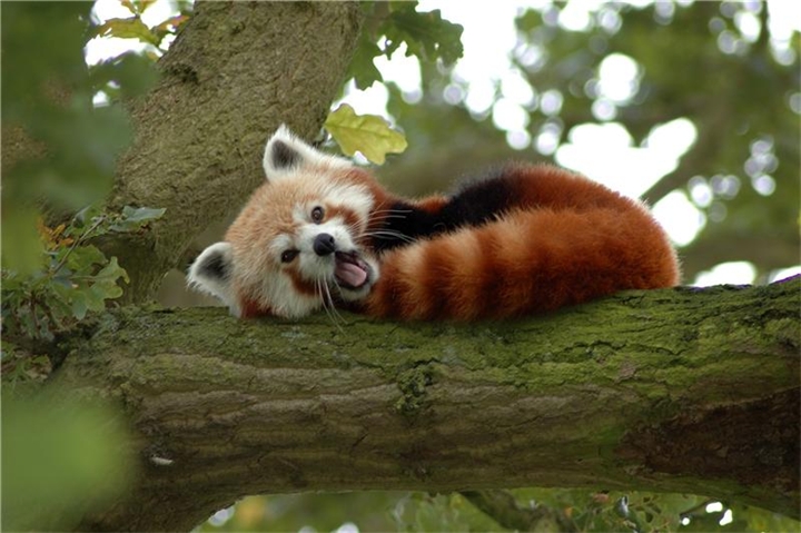 Ochen-milaya-Krasnaya-panda.jpg.jpeg