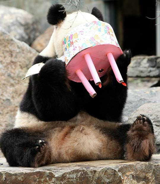 pandakake.jpg.jpeg