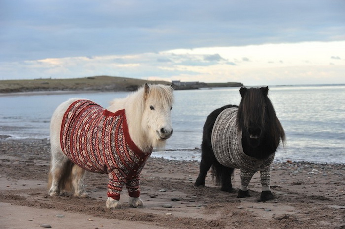 Scotland-Ponies-3.jpg.jpeg