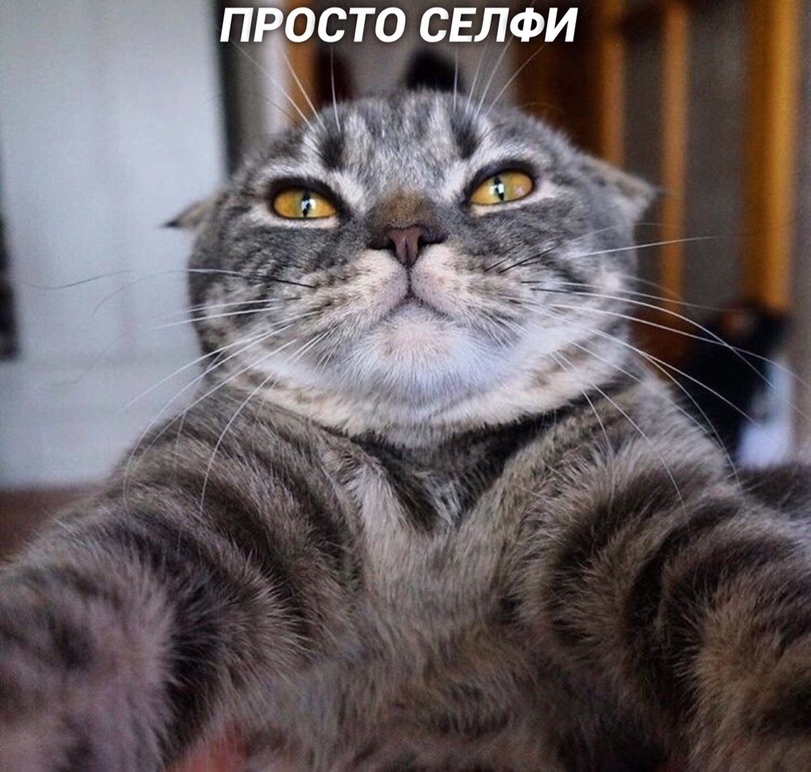 %D1%81%D0%B5%D0%BB%D1%84%D0%B8-%D0%BA%D0%BE%D1%82%D0%B5%D0%B9%D0%BA%D0%B8-5463777.jpg.jpeg