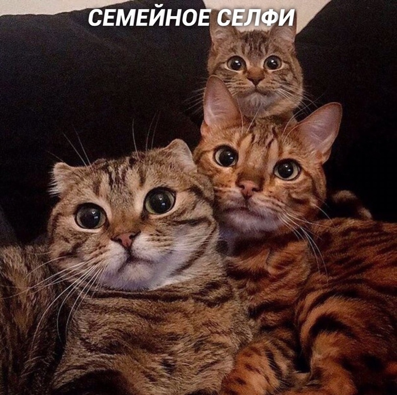 %D1%81%D0%B5%D0%BB%D1%84%D0%B8-%D0%BA%D0%BE%D1%82%D0%B5%D0%B9%D0%BA%D0%B8-5463778.jpg.jpeg