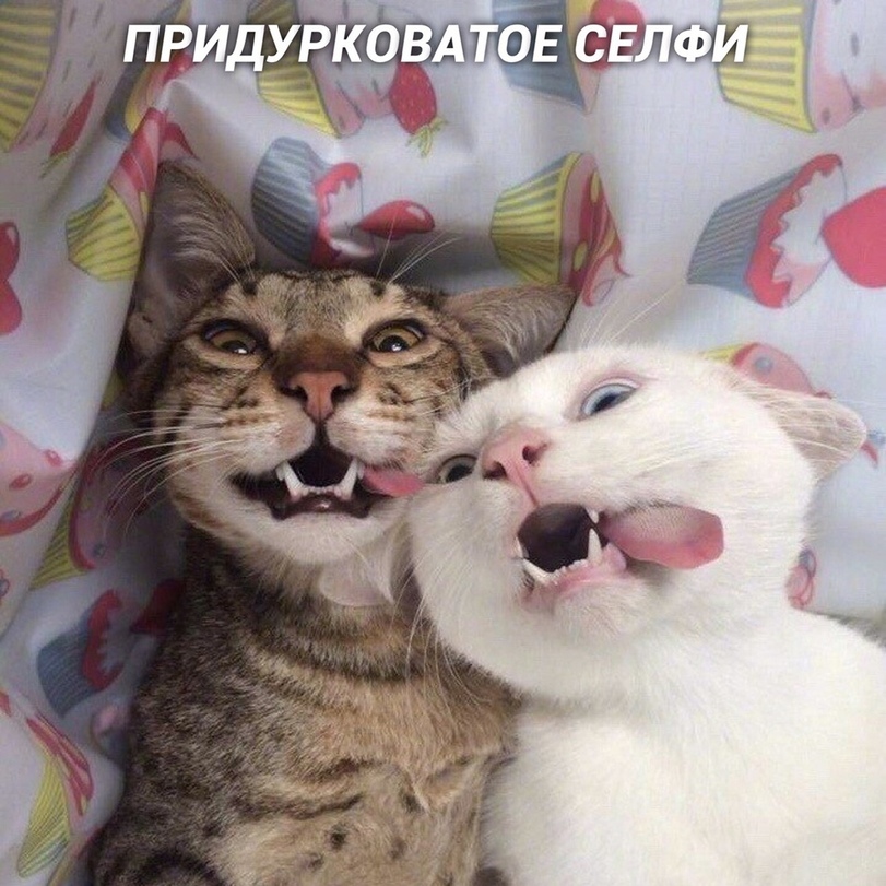 %D1%81%D0%B5%D0%BB%D1%84%D0%B8-%D0%BA%D0%BE%D1%82%D0%B5%D0%B9%D0%BA%D0%B8-5463779.jpg.jpeg