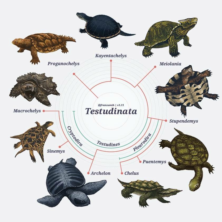turtles-species.jpg.jpeg