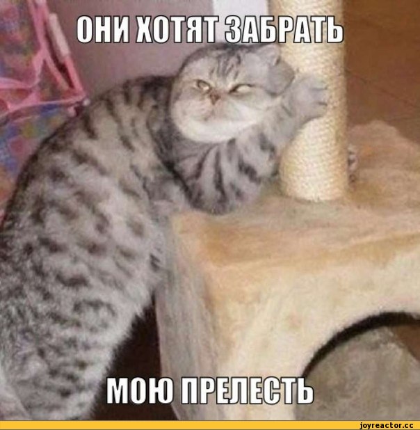 %D0%BA%D0%BE%D1%82-%D0%BC%D0%BE%D1%8F-%D0%BF%D1%80%D0%B5%D0%BB%D0%B5%D1%81%D1%82%D1%8C-%D0%92%D0%BB%D0%B0%D1%81%D1%82%D0%B5%D0%B.jpeg