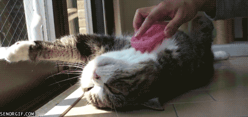 04.gif