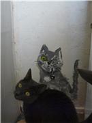 043d40cc1535t.jpg.jpeg