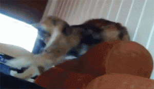 049904519ff0.gif