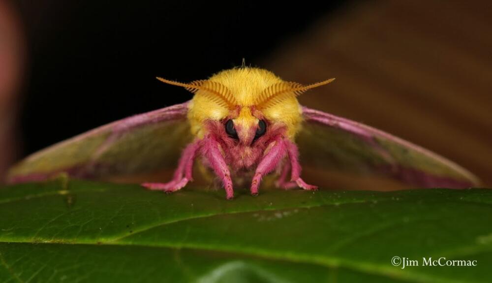 1 Rosy Maple Moth, Dryocampa rubicunda, Adams Co.jpg.jpeg