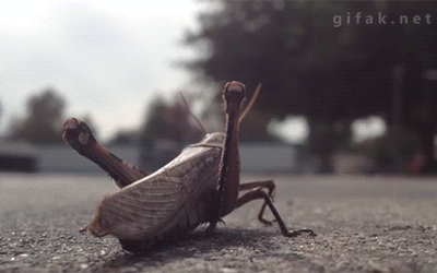 1_v7SgN2c1.gif