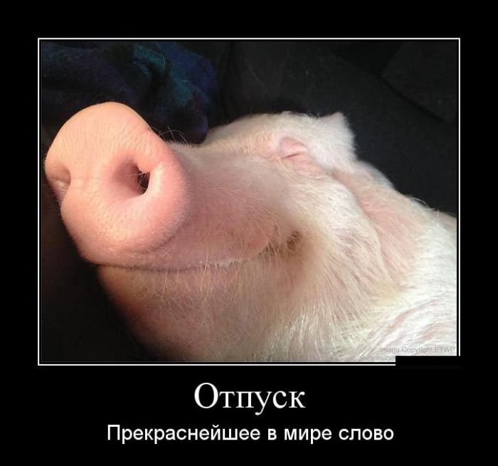 1407828539_demotivatory_09.jpg.jpeg