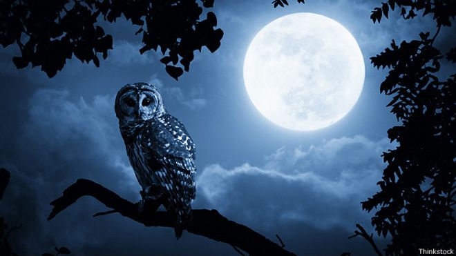 141117163407_mad_full_moon_owl_624x351_thinkstock.jpg.jpeg