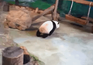 1445336928249013772.gif