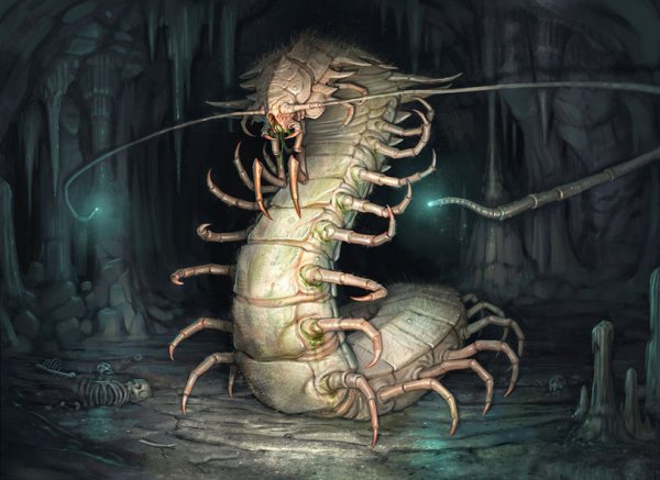 1455191061_1455128707_mrachnye-kartinki-krasivye-kartinki-giant-millipede-joel-hustak-2848428.jpeg