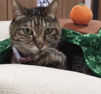 1466080960141467412.gif
