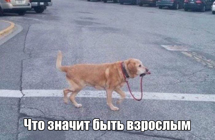 1468492158_yumor-7.jpg.jpeg