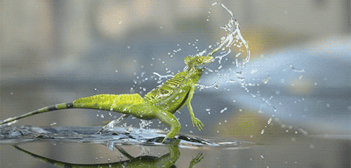 1505359897_2859-yascherica-bezhit-po-vode.gif