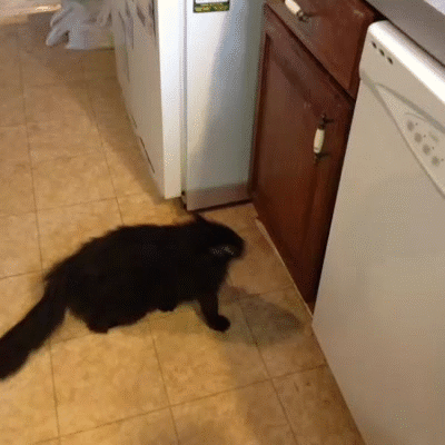16a26abdc7dc.gif