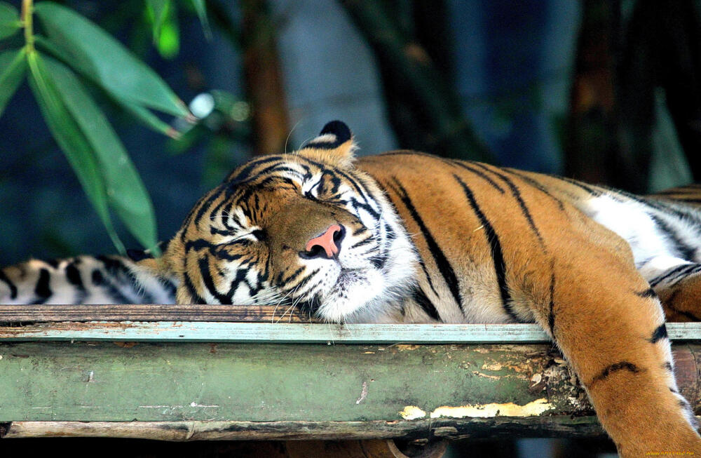 1920x1253_634506_%5Bwww.ArtFile.ru%5D.jpg.jpeg
