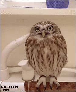 19b51f554366.gif