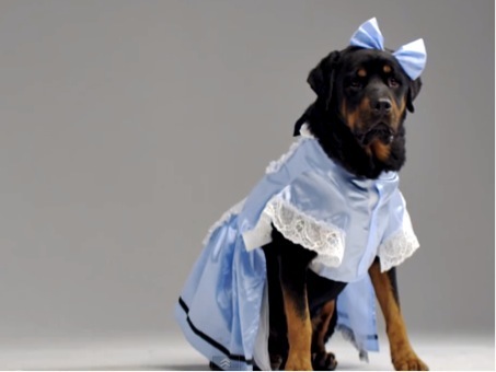 20150227-funny-dog-videos-enough-with-cute-pets-give-us-tutus-and-lederhosen.jpg.jpeg
