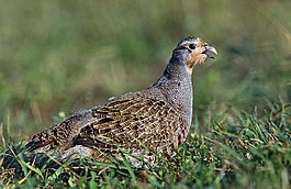 265px-Perdix_perdix_%28Marek_Szczepanek%29.jpg.jpeg