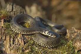 275px-Natrix_natrix_%28Marek_Szczepanek%29.jpg.jpeg