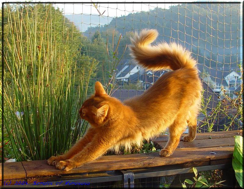 30a-051013-somalikatze-sorrel.jpg.jpeg