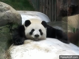 31btWd.gif