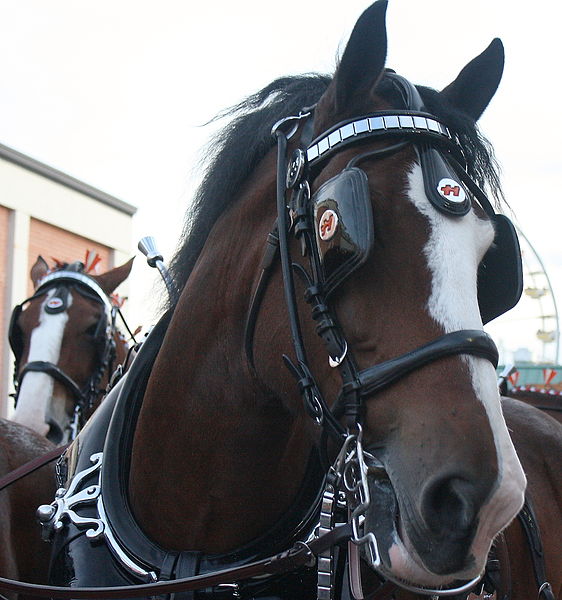 562px-Horses_2.jpg.jpeg