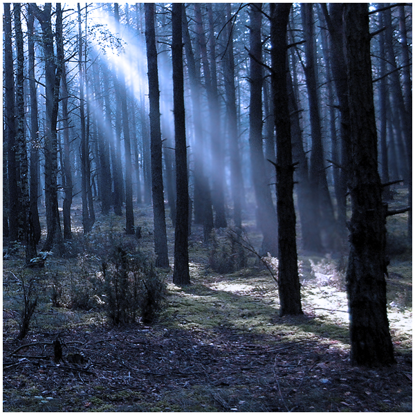 a_forest_by_jimmyjaszczurka.jpg.jpeg