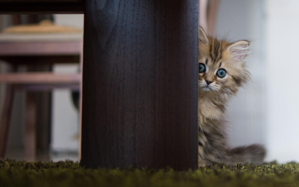 Animals_Cats_Scared_kitten_034217_.jpg.jpeg