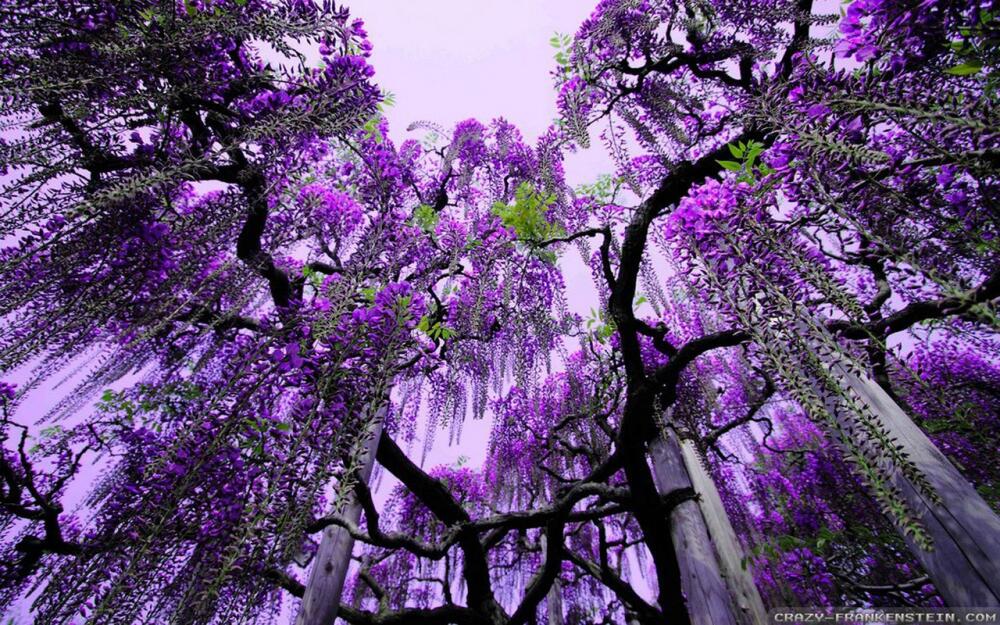 ashikaga-flower-park-wallpapers-1680x1050 (Копировать).jpg.jpeg