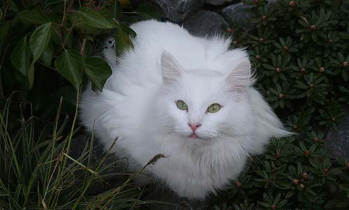 belaya-norveg-cat.jpg.pagespeed.ce._mGQ5jvTQo.jpg.jpeg