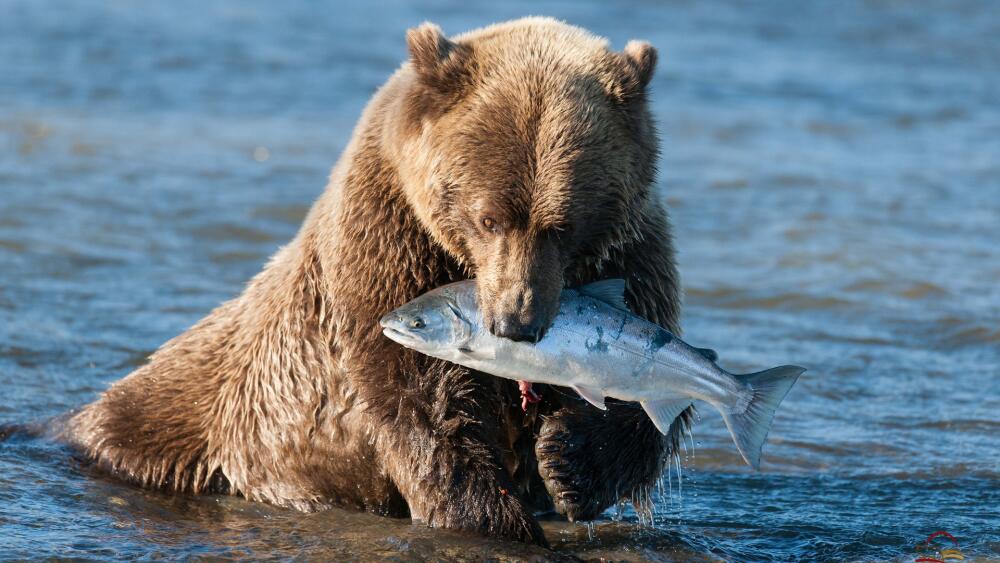 Brown-bear-catching-a-fish_1920x1080.jpg.jpeg