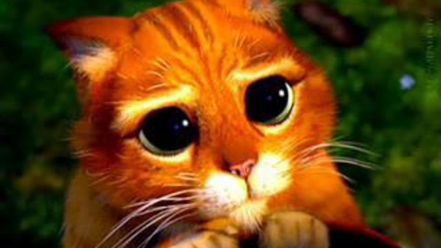 cat_Shreck.jpg.jpeg