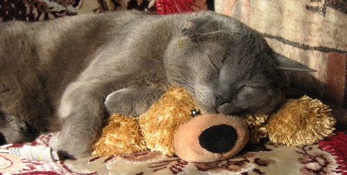 cat_sleeping_on_dog.jpg.jpeg