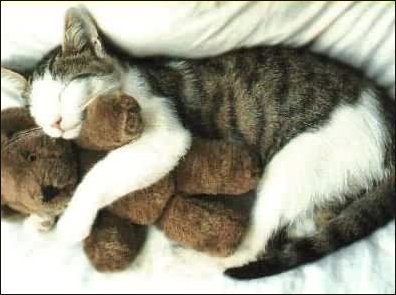 catteddy.jpg.jpeg