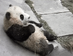 CoarseFriendlyAruanas-max-1mb.gif