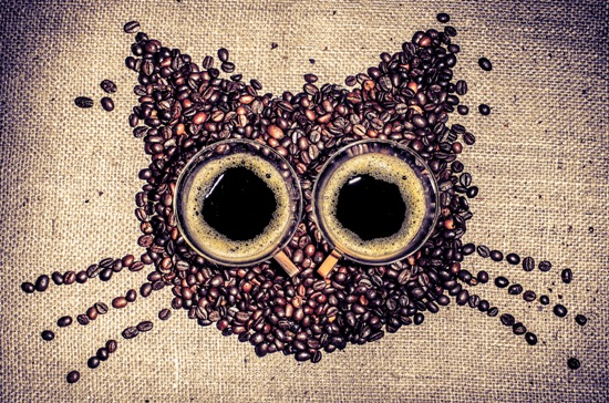 coffeecat.jpg.jpeg