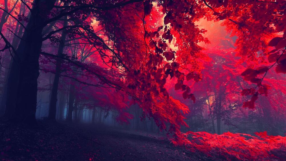 dark-red-forest.jpg.jpeg