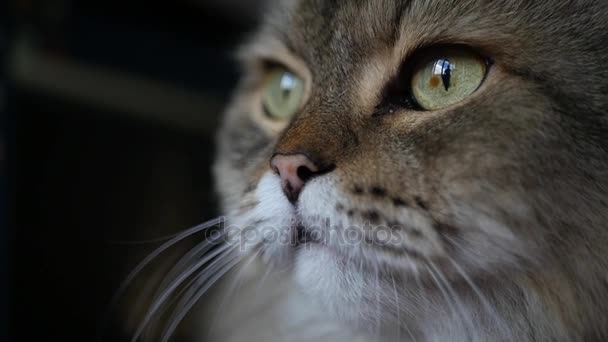depositphotos_155980590-stock-video-satisfied-cat-sitting-opposite-the.jpg.jpeg