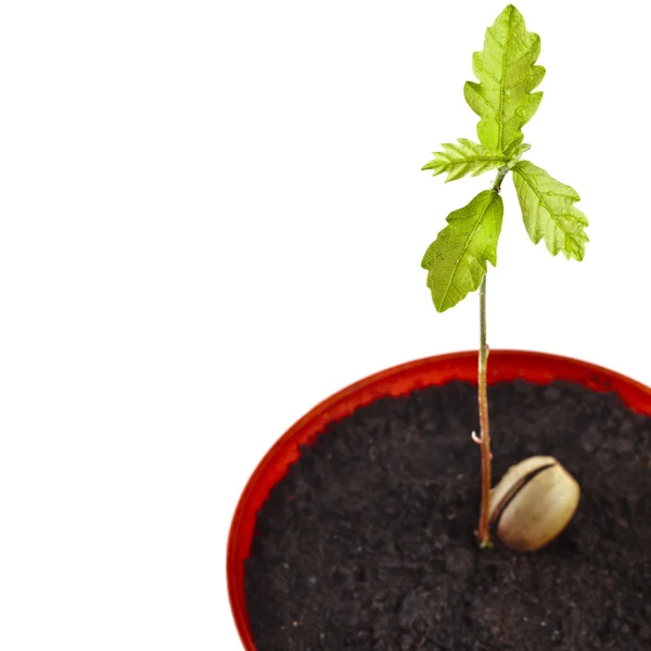 depositphotos_75655931-stock-photo-sprout-a-young-oak-tree.webp