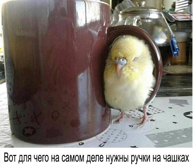 dlja-chego-nuzhna-chashka.jpg.jpeg