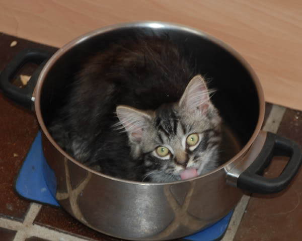 DSC_0071.jpg.jpeg