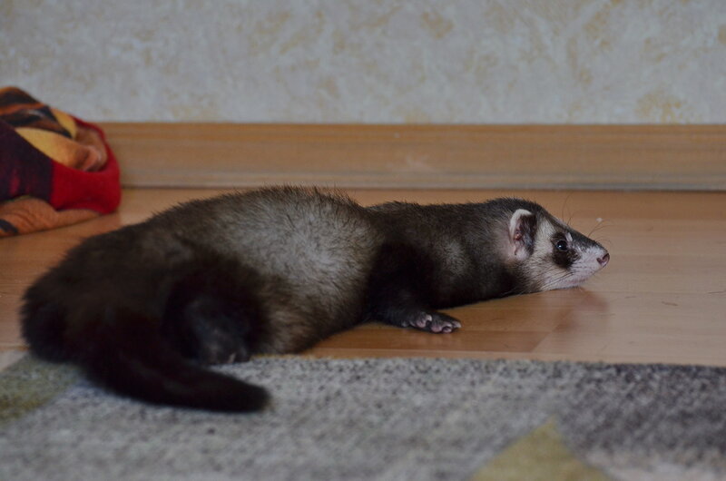 DSC_4221.jpg.jpeg