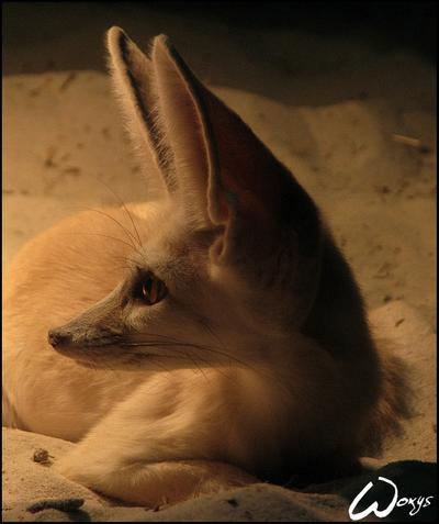 fennec_fox__better_tomorrows__by_woxys.jpg.jpeg