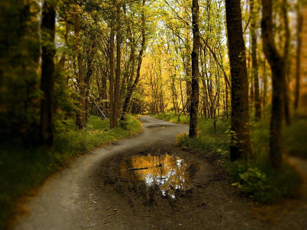 forest_by_mpkhawkeye.jpg.jpeg